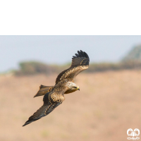 گونه کورکور سیاه Black Kite